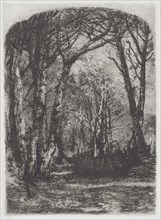 Woods [Bosco], c.1895. Creator: Mose, Bianchi.