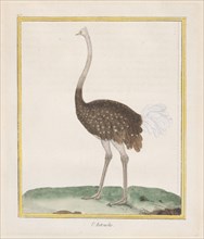Autruche (Ostrich), 1770-86. Creator: François Nicolas Martinet.