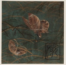Butterflies and grasses, Edo period, early 17th century. Creator: Hon'ami Kôetsu.