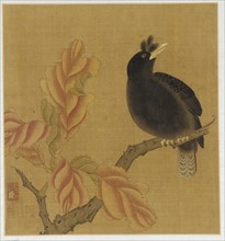 A blackbird on a branch; autumn leaves, Qing dynasty, 18th century. Creator: Unknown.