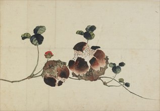 Pomegranates, late 18th-early 19th century. Creator: Hokusai.