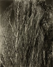 Poplars—Lake George, 1932. Creator: Alfred Stieglitz.