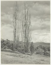 Poplars—Lake George, 1935. Creator: Alfred Stieglitz.