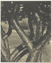 The Dancing Trees, 1922. Creator: Alfred Stieglitz.