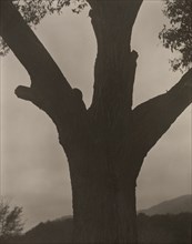 The Dying Chestnut, 1919. Creator: Alfred Stieglitz.