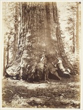 Section of the Grizzly Giant with Galen Clark, Mariposa Grove, Yosemite, 1865/66. Creator: Carleton Emmons Watkins.