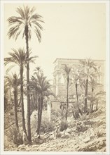 Group of Palms, 1858/62. Creator: Francis Frith.