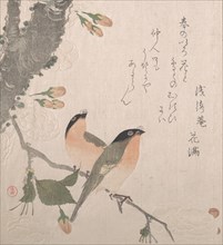 Bullfinches and Cherry Blossoms, 19th century. Creator: Kubo Shunman.