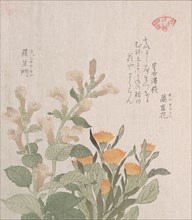 The Common Marigold and The Rajoman Flowers, 19th century. Creator: Kubo Shunman.