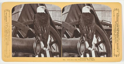 Old Abe - the Wisconsin War Eagle, c. 1875. Creator: Henry Hamilton Bennett.