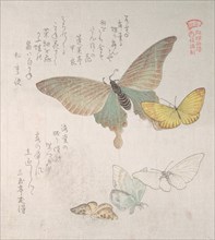 Various moths and butterflies, 19th century. Creator: Kubo Shunman.