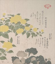 Corchorus (or Yellow Rose) and Creeping Saxifrage, 19th century. Creator: Kubo Shunman.
