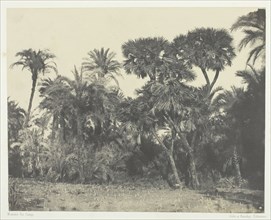 Bois de Dattiers et de Palmiers Doums, Haute-Egypte, 1849/51, printed 1852. Creator: Maxime du Camp.
