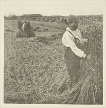 Shocking Corn (Norfolk), c. 1883/87, printed 1888. Creator: Peter Henry Emerson.