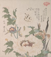 Peonies and Iris, 19th century. Creator: Kubo Shunman.