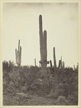 Cereus giganteus, Arizona, 1871. Creator: Tim O'Sullivan.