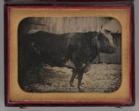 Untitled (Portrait of Bull), 1847. Creator: Unknown.