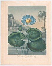 The Blue Egyptian Water Lily, September 11, 1804. Creator: Joseph Constantine Stadler.
