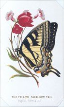 The Yellow Swallowtail, 1860. Creator: Louis Prang.