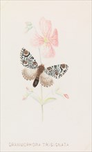 Grammophora Trisignata, 1862.. Creator: Louis Prang.
