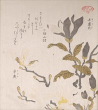 Magnolia Flowers, 19th century. Creator: Kubo Shunman.