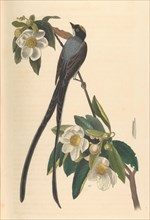 Fork-tailed Flycatcher, Gordonia lasianthus, 1840-44. Creator: John T. Bowen.