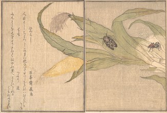 Evening Cicada, Higurashi; Spider, Kumo..., 1788. Creator: Kitagawa Utamaro.