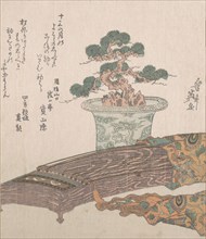 Potted Pine Tree and Koto (Japanese Harp), 19th century. Creator: Ikeda Eisen.
