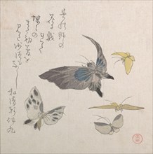 Butterflies, 19th century. Creator: Kubo Shunman.