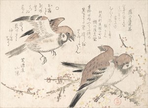 Sparrows and Plum Blossoms, 19th century. Creator: Kubo Shunman.