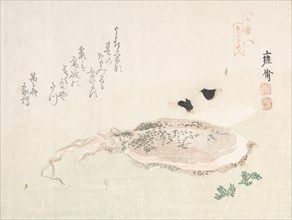 Cuttle Fish, early 19th century. Creator: Kikuchi Yosai.
