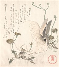 Hare and Dandelion?, probably 1820. Creator: Kubo Shunman.