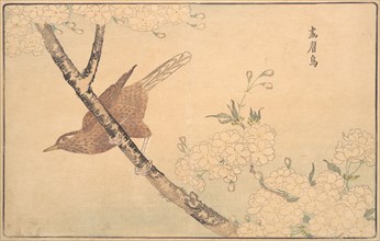 The Gray Thrush, 1789. Creator: Kitao Masayoshi.