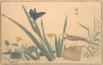 The Pied Wagtail, 1789. Creator: Kitao Masayoshi.