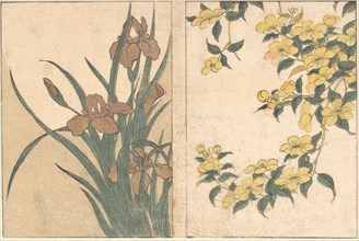Cherry Blossoms and Irises, from the illustrated book Flowers of the Four Seasons, 1801. Creator: Kitagawa Utamaro.