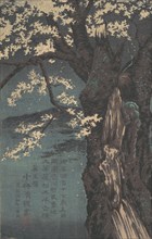 Cherry Tree, dated 1874. Creator: Kobayashi Kiyochika.