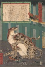 Never Seen Before: True Picture of a Live Wild Tiger..., sixth month 1860. Creator: Kawanabe Kyosai.