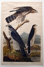 Goshawk, Stanley Hawk (No. 29), 1830. Creator: John James Audubon.