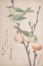 Japanese White-eyes on a Branch of Peach Tree,..., ca. 1805-10. Creator: Kubo Shunman.
