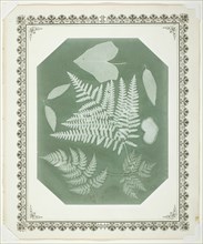 Study of Leaves, 1877. Creator: Amelia Bergner.