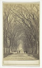 Untitled (avenue of trees), 1840-1900.  Creator: Unknown.