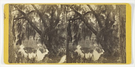 Unititled [Spanish moss on a tree], 1875/99.  Creator: Unknown.