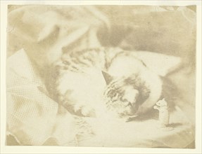 Mrs. Craik's Cat, 1850/59. Creators: Unknown, Benjamin Mulock.