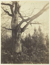 Untitled [tree], c. 1860. Creator: Eugène Cuvelier.