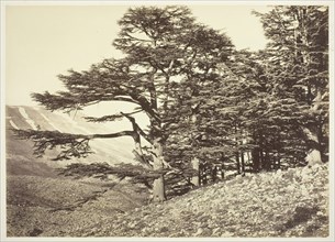 Cedars of Lebanon, c. 1870. Creator: Felix Bonfils.