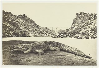 Crocodile on a Sand-Bank, 1857. Creator: Francis Frith.