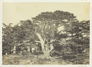 The Largest of the Cedars, Mount Lebanon, 1857. Creator: Francis Frith.