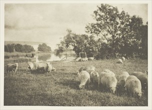 A Study of Sheep, c. 1880/90, printed April 1890. Creator: J. B. B. Wellington.