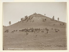 Working a little bunch in the hills, c. 1900. Creator: Laton Alton Huffman.