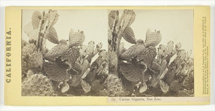Cactus Giganta, San Jose, 1864. Creator: Lawrence & Houseworth.